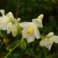 Cardiospermum grandiflorum Sw.